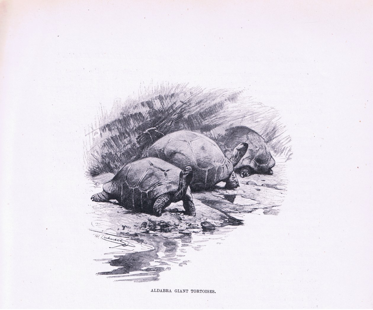 Jättikilpikonnat, kuvitus teoksesta Wildlife of the World, n. 1910 tekijältä Wilhelm Kuhnert