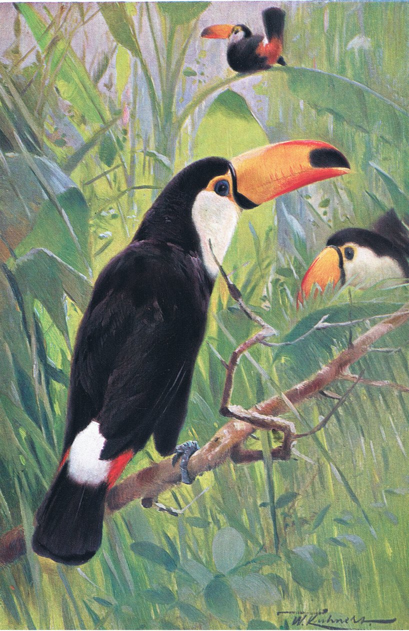 Giant Toucan, Wildlife of the World, julkaisija Frederick Warne & Co, n. 1900 tekijältä Wilhelm Kuhnert