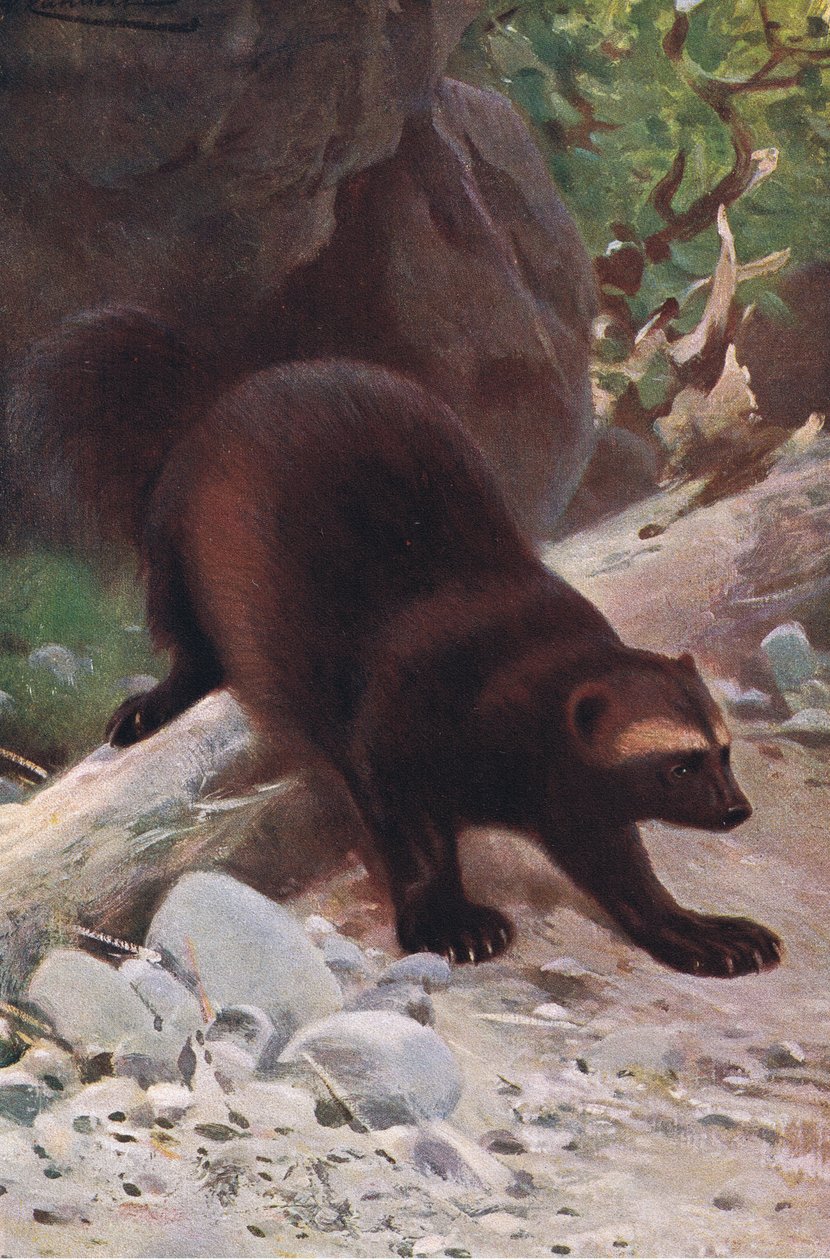Glutton or Wolverine, Frederick Warne & Co:n julkaisemasta Wildlife of the World -teoksesta, noin 1900. tekijältä Wilhelm Kuhnert