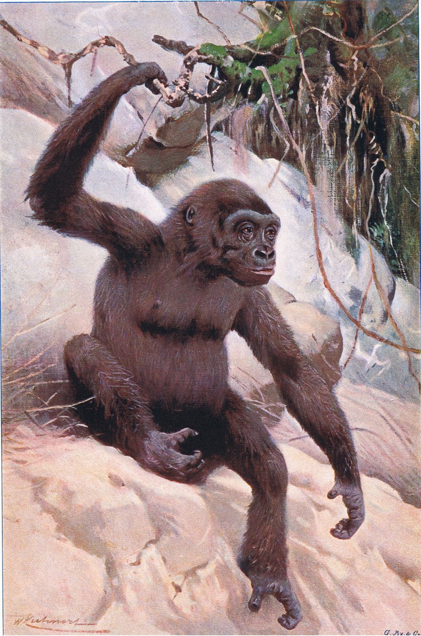 Gorilla, kuvitus julkaisusta Wildlife of the World, n. 1910 tekijältä Wilhelm Kuhnert