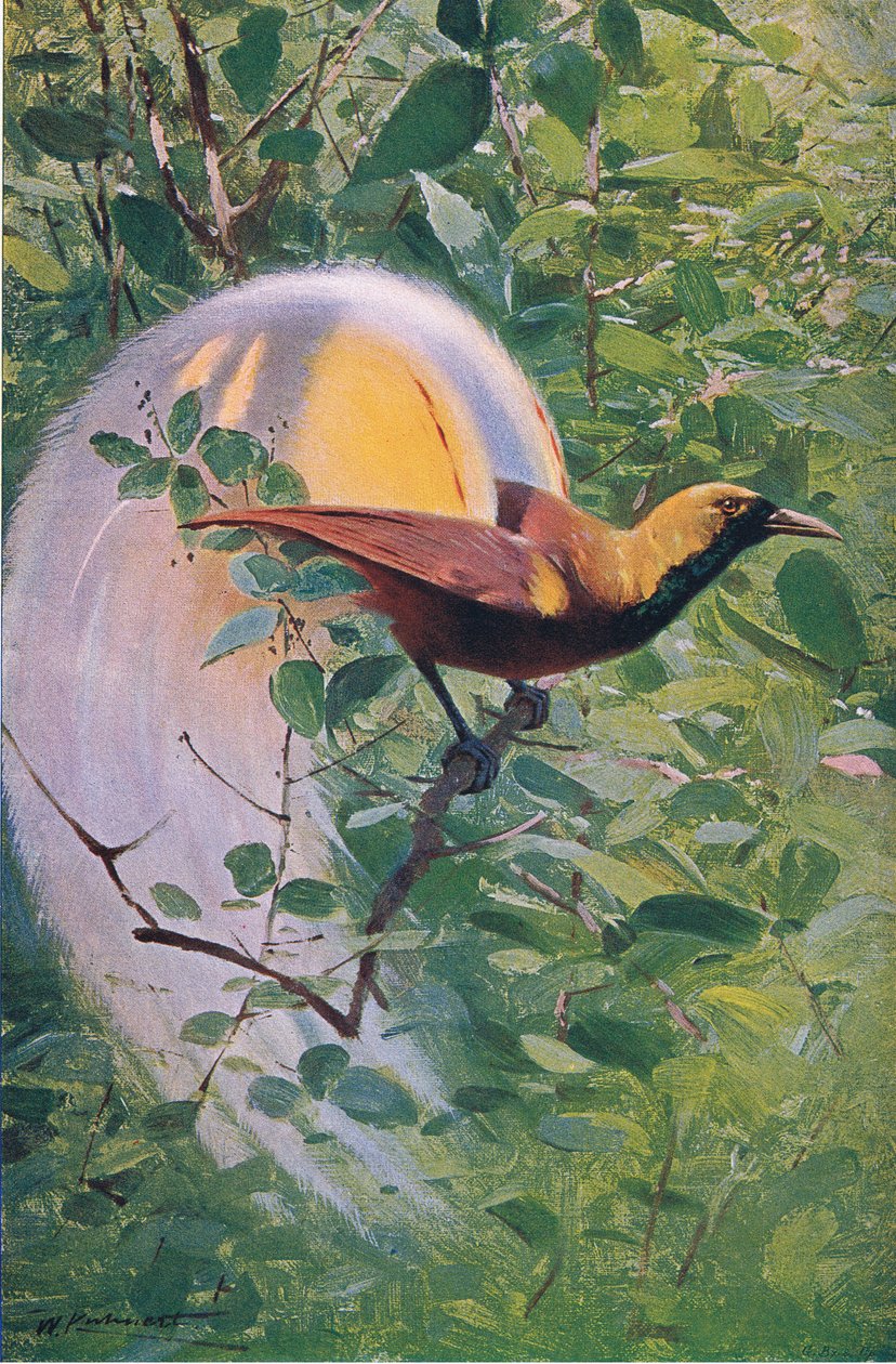 Suuri paratiisin lintu, kuvitus elokuvasta Wildlife of the World, n. 1910 tekijältä Wilhelm Kuhnert