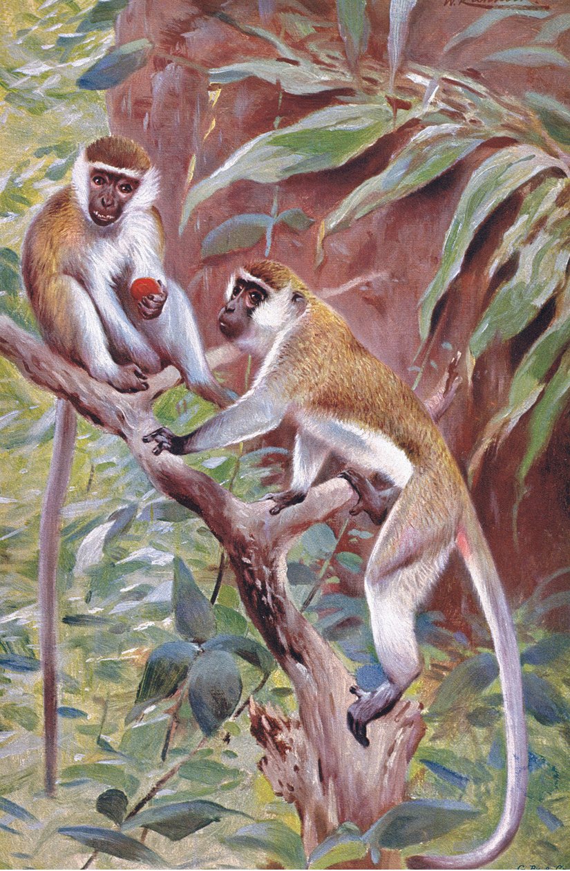 Vihreä apina, kuvitus teoksesta Wildlife of the World, n. 1910 tekijältä Wilhelm Kuhnert