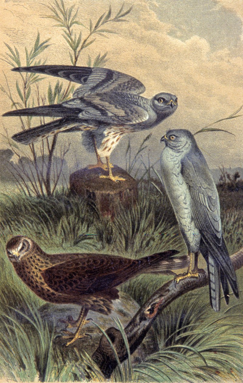 Harriers, n. 1910 (kuva) tekijältä Wilhelm Kuhnert