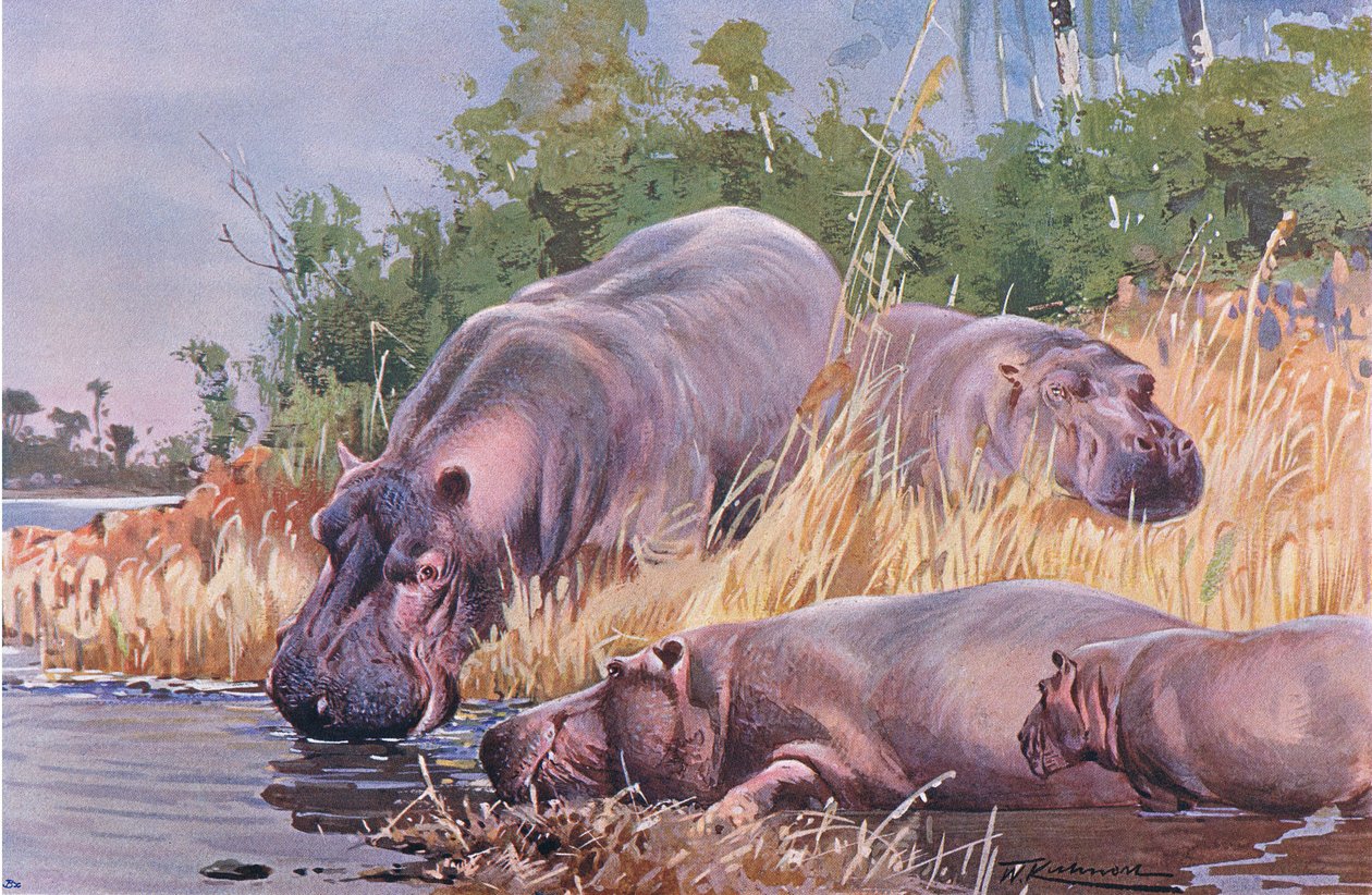 Virtahepo, kuvitus teoksesta Wildlife of the World, n. 1910 tekijältä Wilhelm Kuhnert