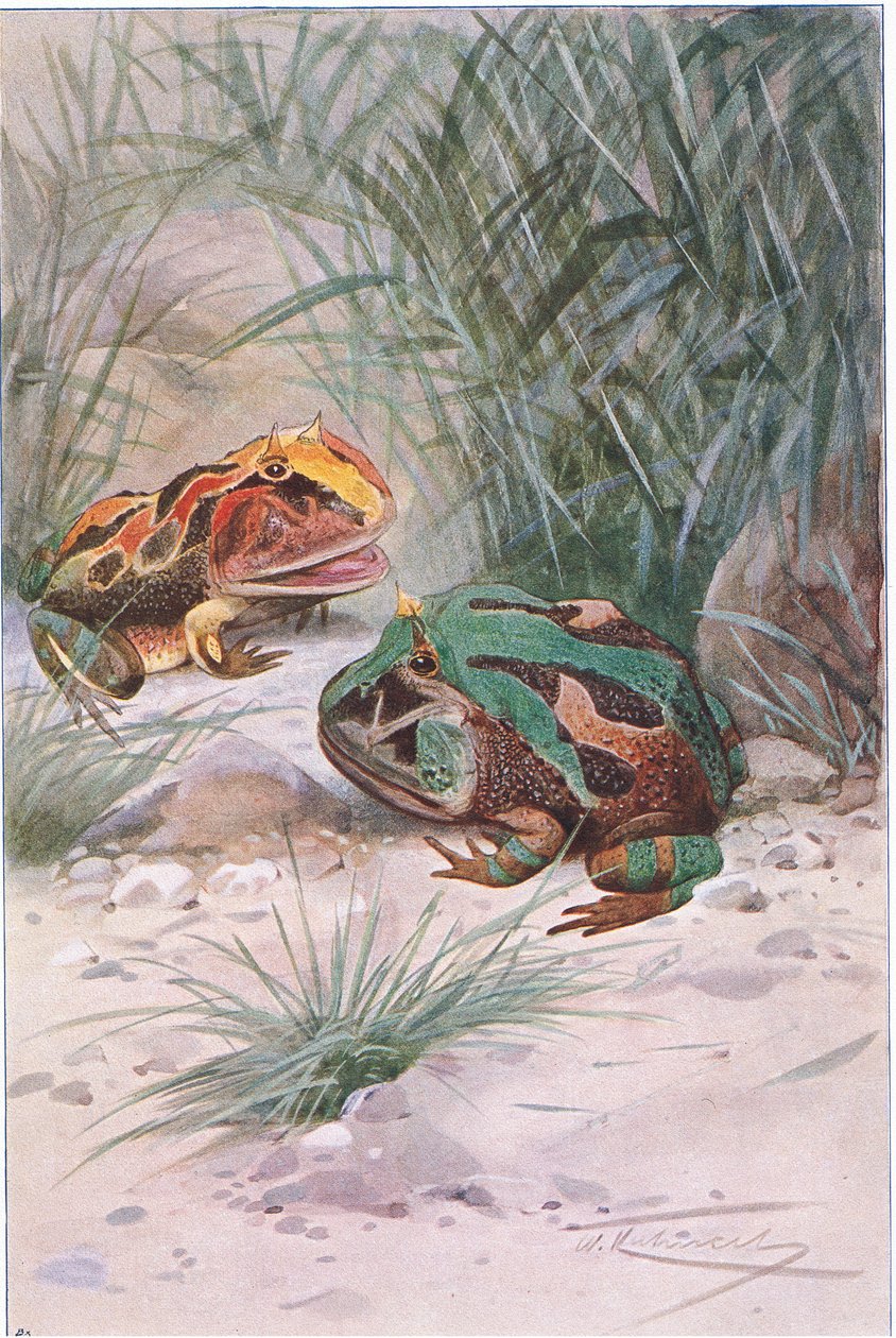 Sarvisammakko, Frederick Warne & Co:n julkaisemasta Wildlife of the World -teoksesta, noin 1900. tekijältä Wilhelm Kuhnert