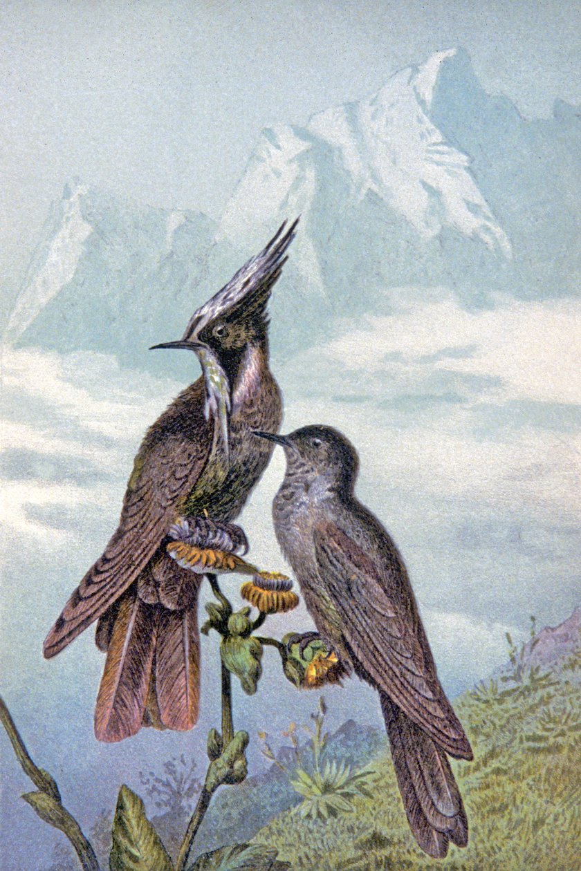 Hummingbird mask, n. 1910 (kuva) tekijältä Wilhelm Kuhnert