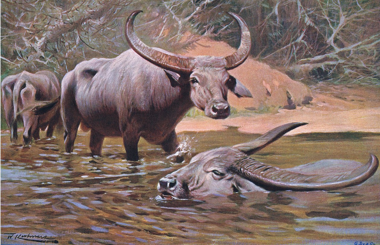 Intian puhveli, Frederick Warne & Co:n julkaisemasta Wildlife of the World -teoksesta, noin 1900. tekijältä Wilhelm Kuhnert
