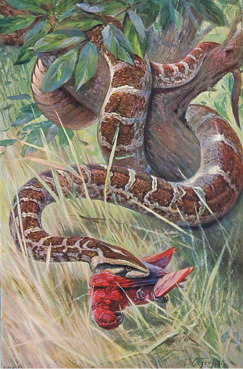 Indian Python, Wildlife of the World -julkaisusta, julkaisija Frederick Warne & Co, n. 1900 tekijältä Wilhelm Kuhnert