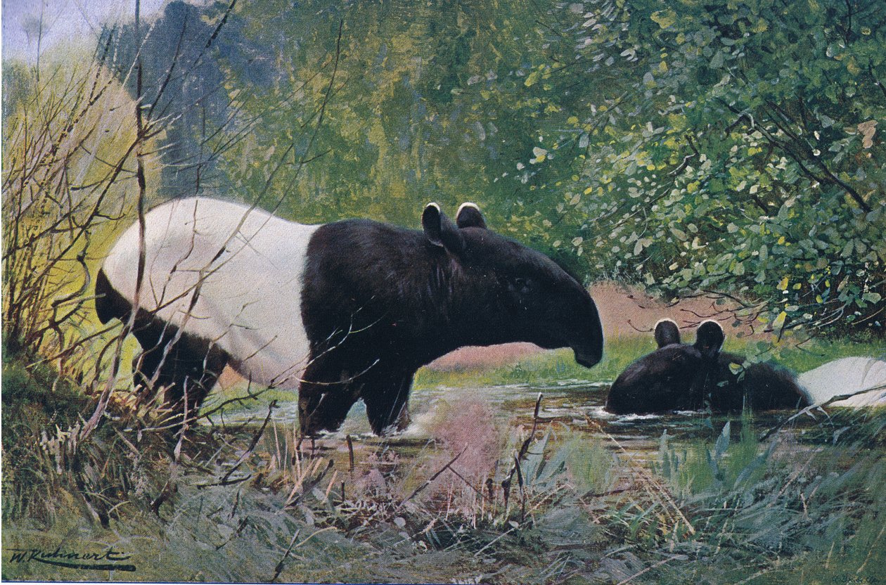 Indian Tapir, Wildlife of the World, julkaisija Frederick Warne & Co, noin 1900 tekijältä Wilhelm Kuhnert