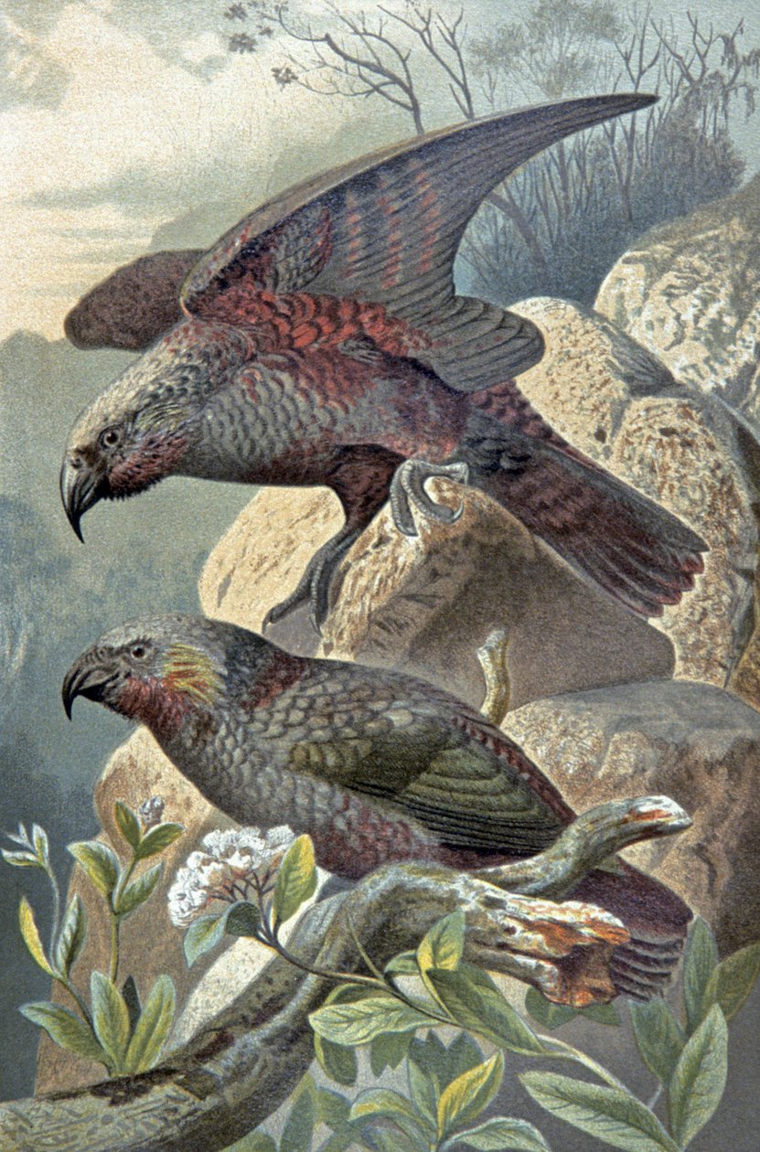 Kea, Nestor merkittävä, n. 1910 (kuva) tekijältä Wilhelm Kuhnert