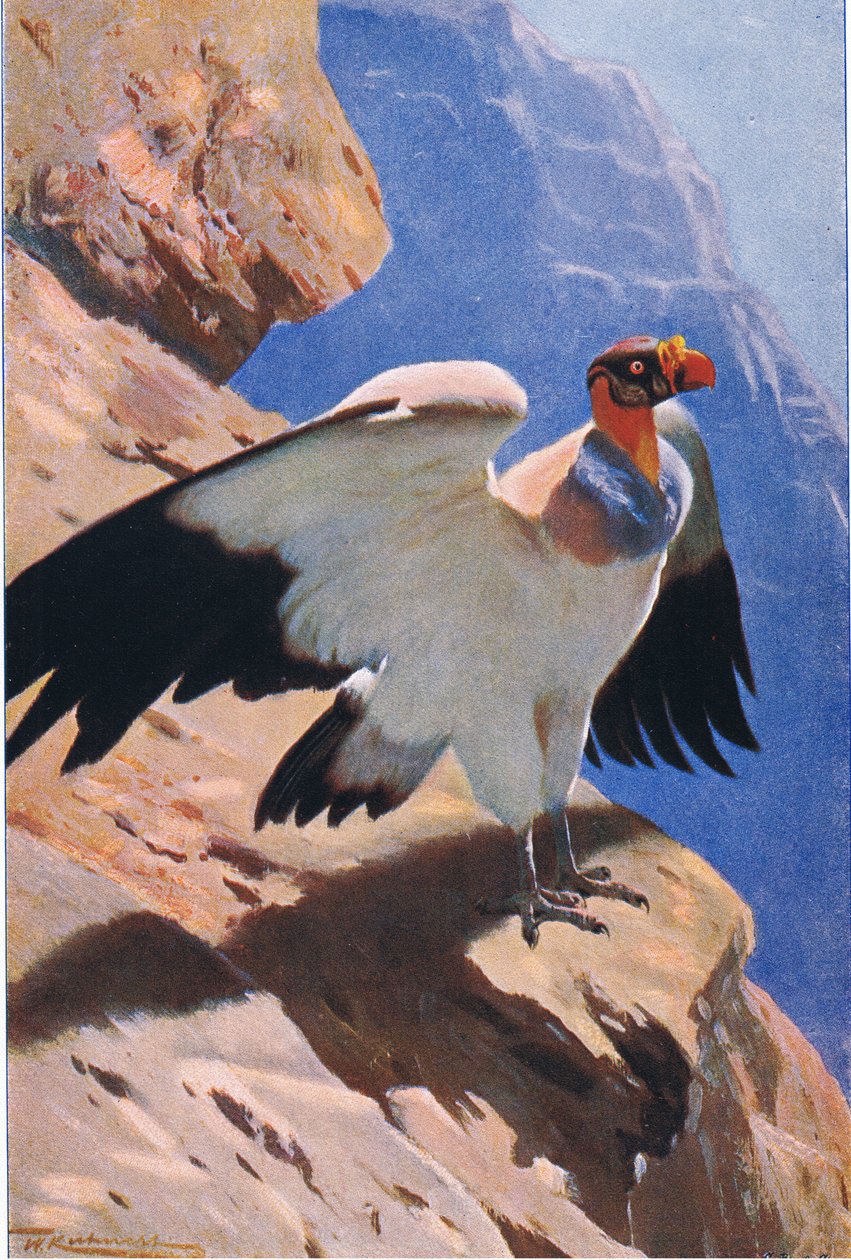 Kuningaskotka, Frederick Warne & Co:n julkaisemasta Wildlife of the World -teoksesta, noin 1900. tekijältä Wilhelm Kuhnert