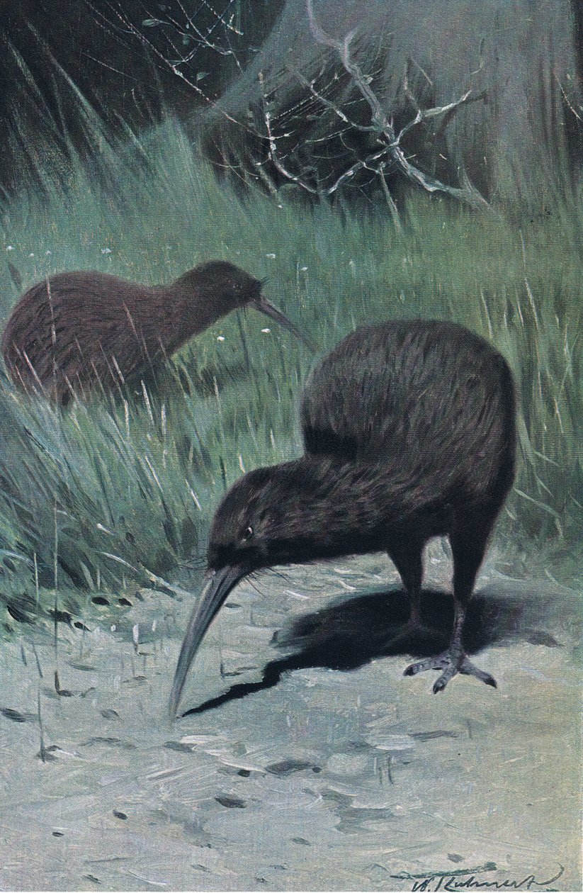 Kiivi, kuvitus artikkelista Wildlife of the World, n. 1910 tekijältä Wilhelm Kuhnert