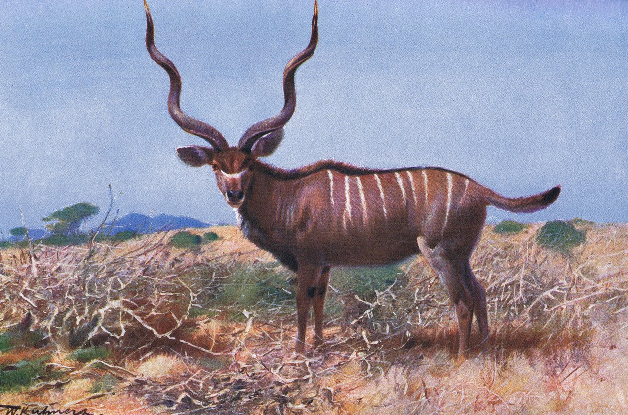 Kudu, kuvitus teoksesta Wildlife of the World, n. 1910 tekijältä Wilhelm Kuhnert