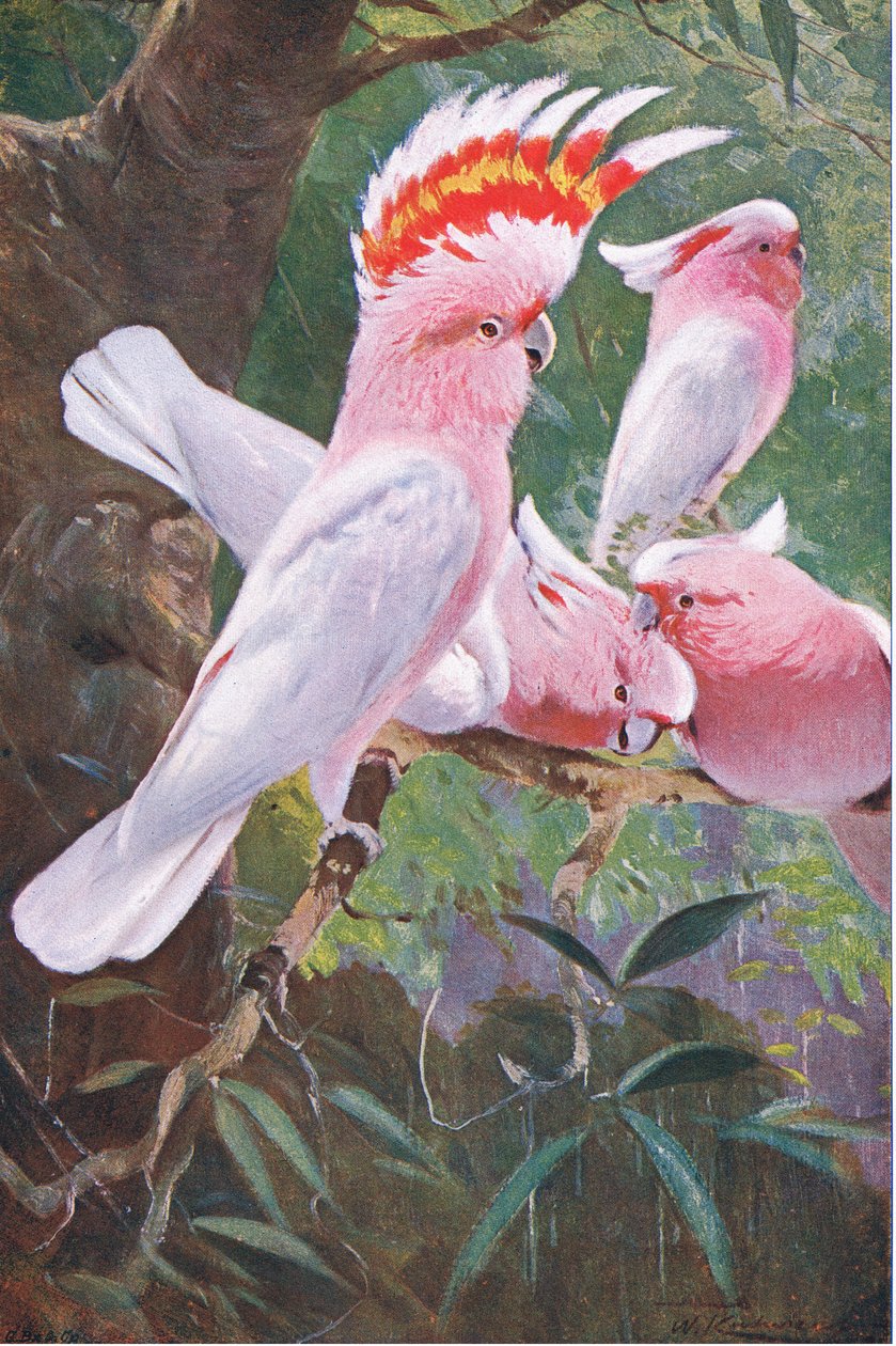 Leadbeaters Cockatoo, kuvitus teoksesta Wildlife of the World, n. 1910 tekijältä Wilhelm Kuhnert