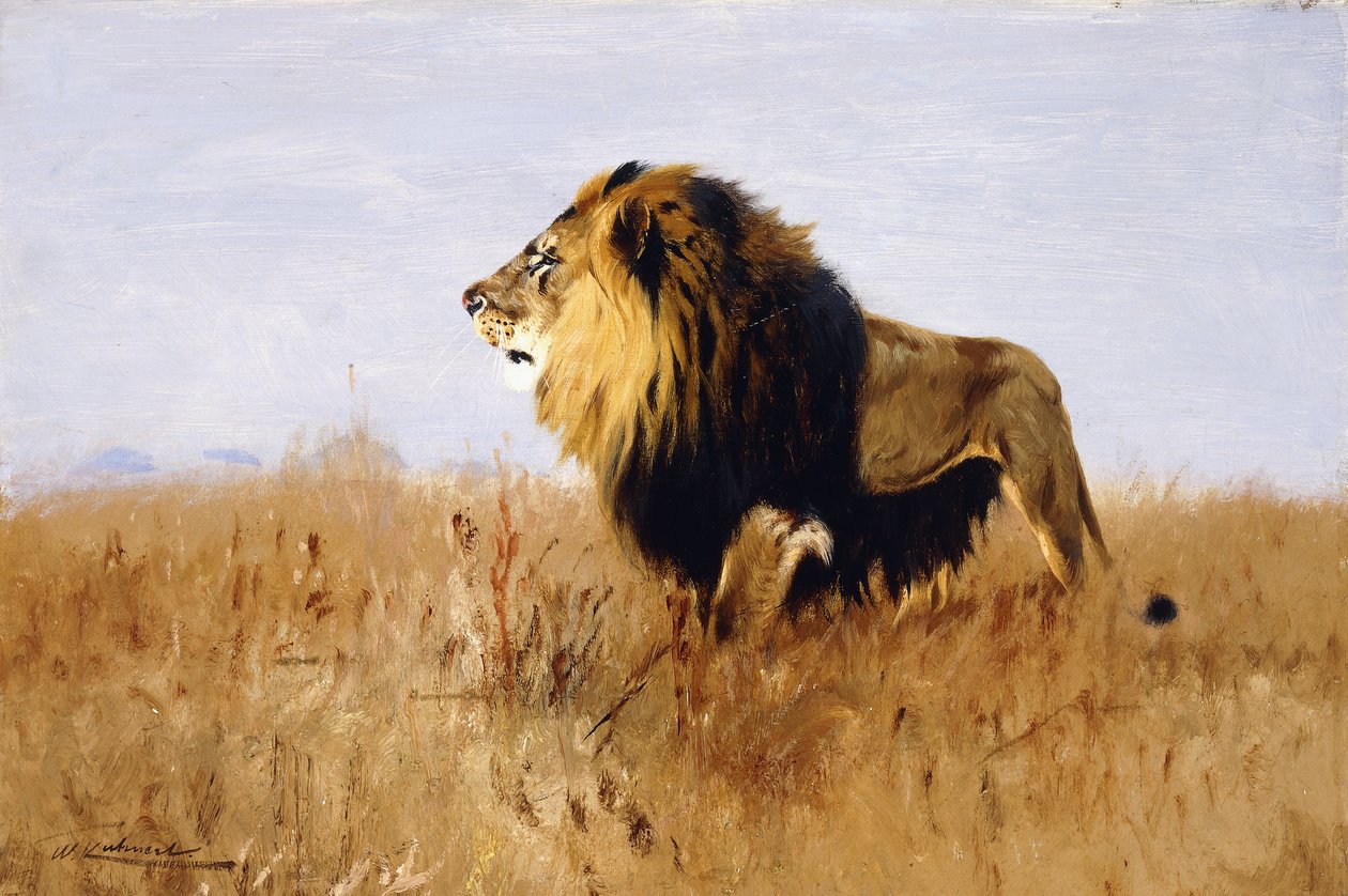 Leijona katsomassa saalista, tekijältä Wilhelm Kuhnert