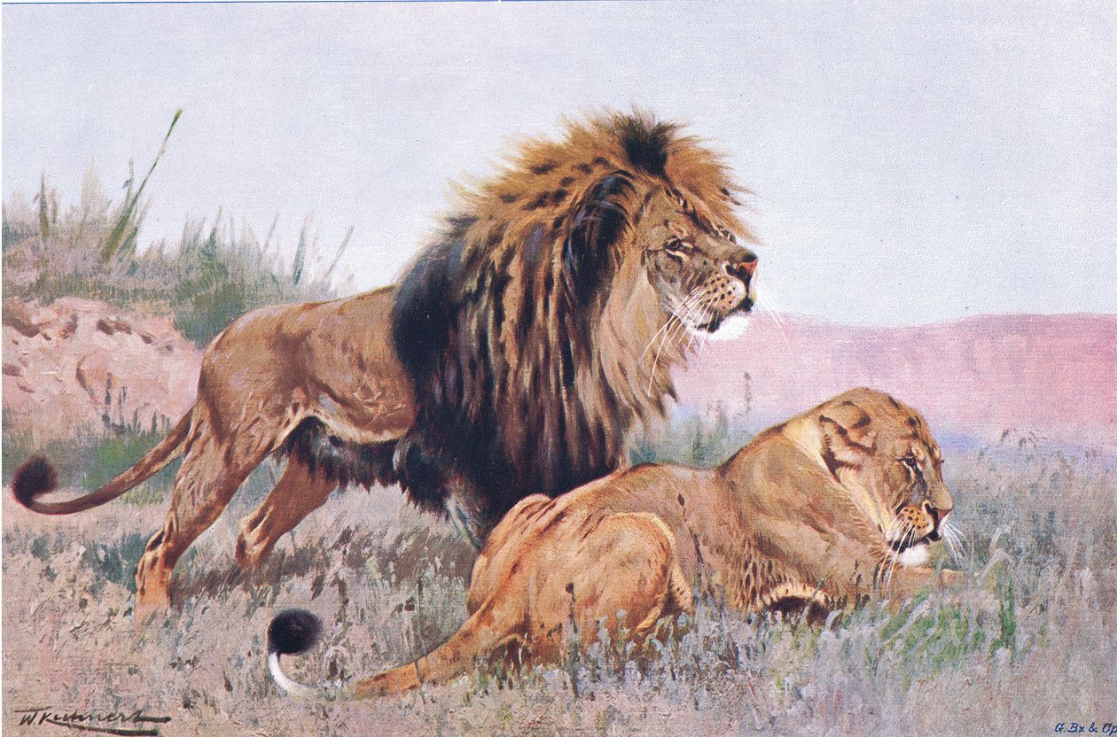 Lion and Lioness, kuvitus teoksesta Wildlife of the World, n. 1910 tekijältä Wilhelm Kuhnert