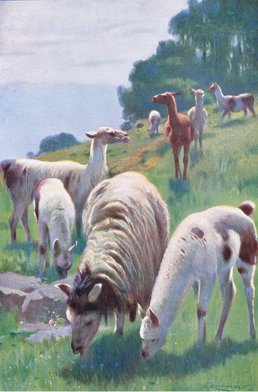 Llama, Wildlife of the World, julkaisija Frederick Warne & Co, noin 1900 tekijältä Wilhelm Kuhnert