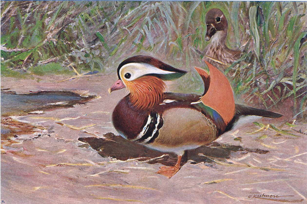 Mandarin Duck, Wildlife of the World, julkaisija Frederick Warne & Co, n. 1900 tekijältä Wilhelm Kuhnert