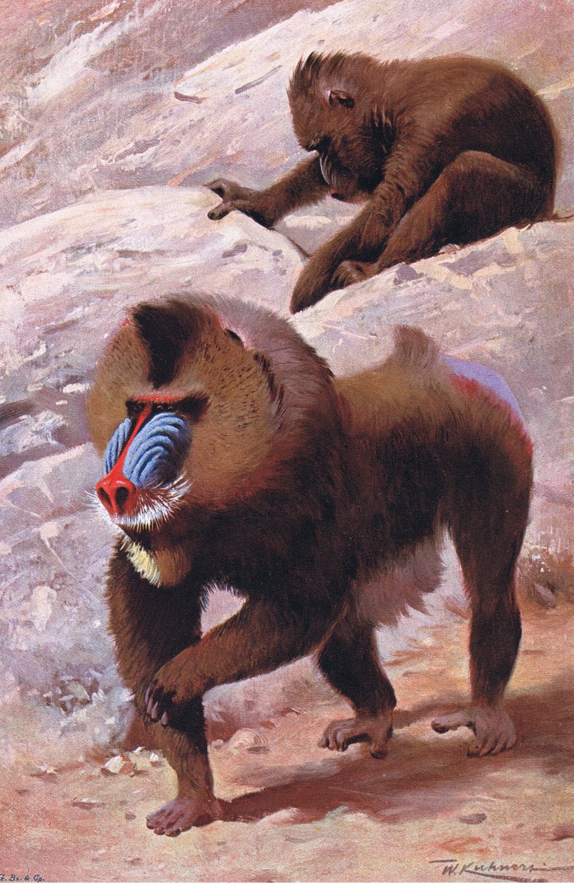 Mandrill, kuvitus teoksesta Wildlife of the World, n. 1910 tekijältä Wilhelm Kuhnert