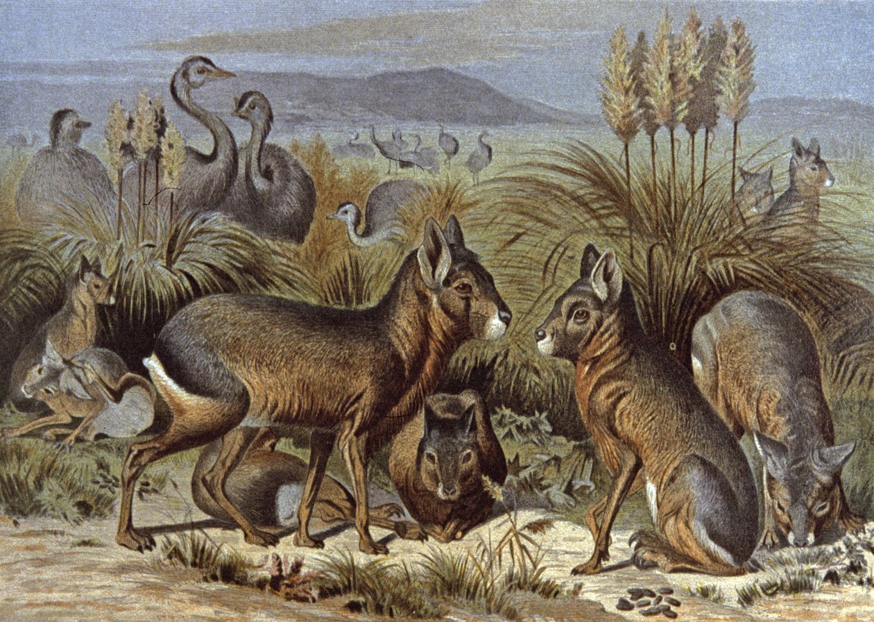 Mara tai Patagonia Hare tekijältä Wilhelm Kuhnert