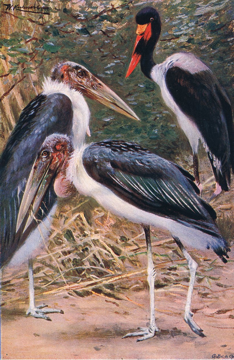 Marabou ja Jabiru, kuvitus teoksesta Maailman eläimistö, n. 1910. tekijältä Wilhelm Kuhnert