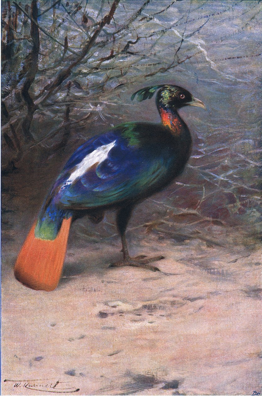 Monal, Wildlife of the World, julkaisija Frederick Warne & Co, noin 1900 tekijältä Wilhelm Kuhnert