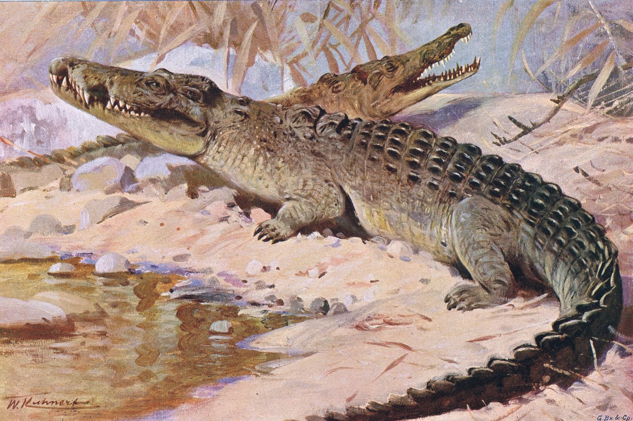 Niilin krokotiili, kuvitus aiheesta Wildlife of the World, n. 1910 tekijältä Wilhelm Kuhnert