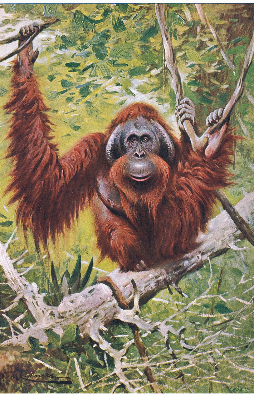 Orang, Wildlife of the World, julkaisija Frederick Warne & Co, noin 1900 tekijältä Wilhelm Kuhnert
