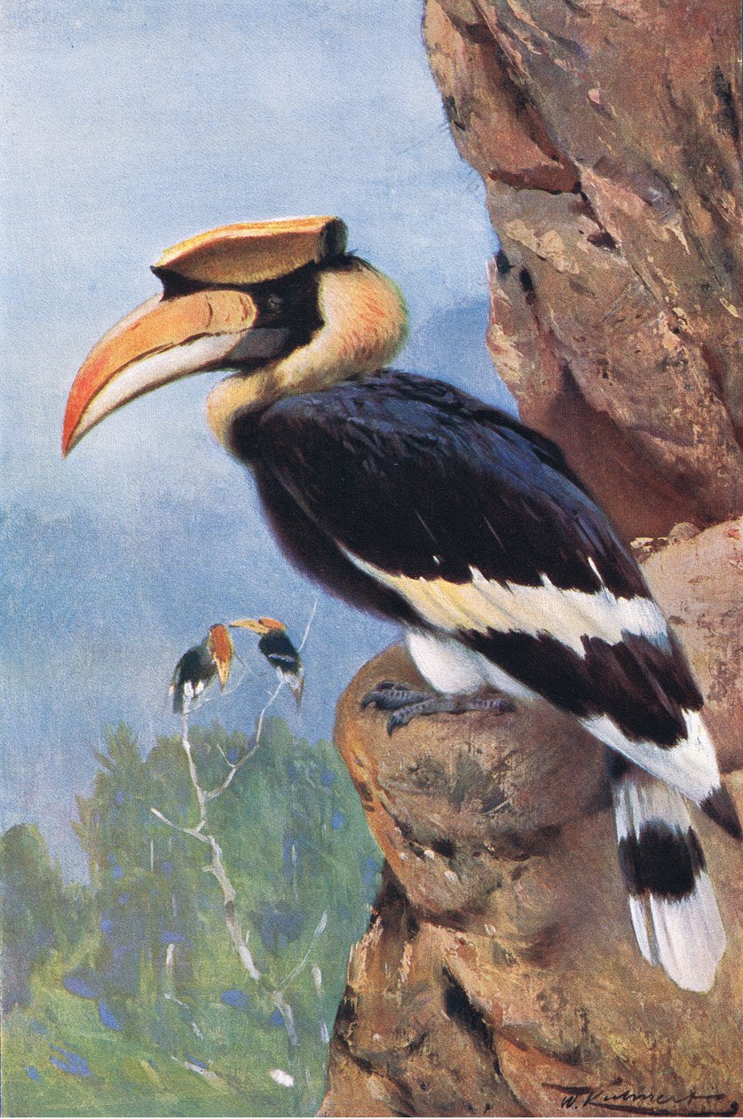 Pied Hornbill, Wildlife of the World, julkaisija Frederick Warne & Co, n. 1900 tekijältä Wilhelm Kuhnert