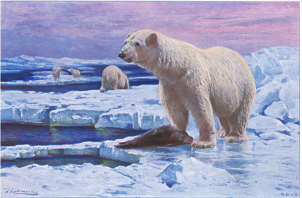 Jääkarhu, Wildlife of the World, julkaisija Frederick Warne & Co, noin 1900 tekijältä Wilhelm Kuhnert