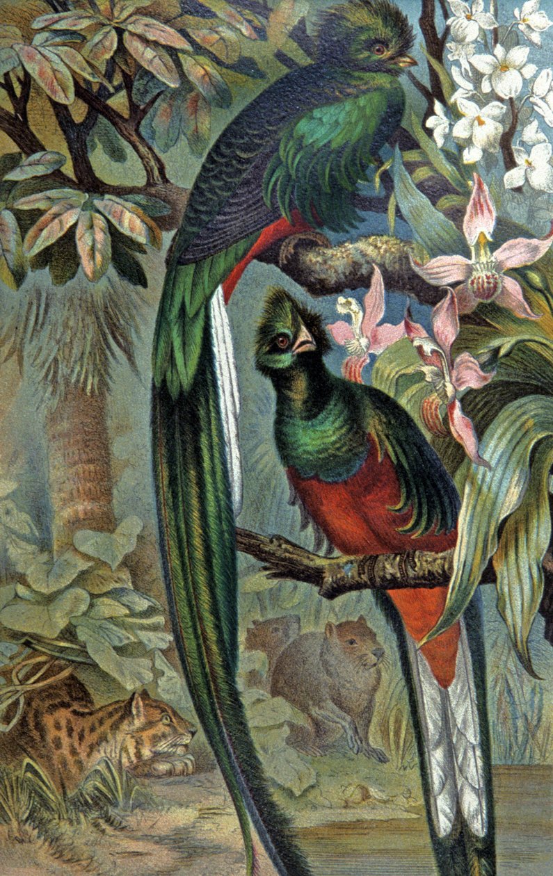 Quetzal kiiltävä, n. 1910 (kuva) tekijältä Wilhelm Kuhnert