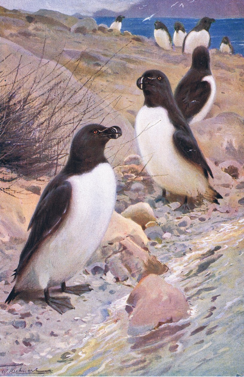 Razorbill, Wildlife of the World, julkaisija Frederick Warne & Co, noin 1900 tekijältä Wilhelm Kuhnert