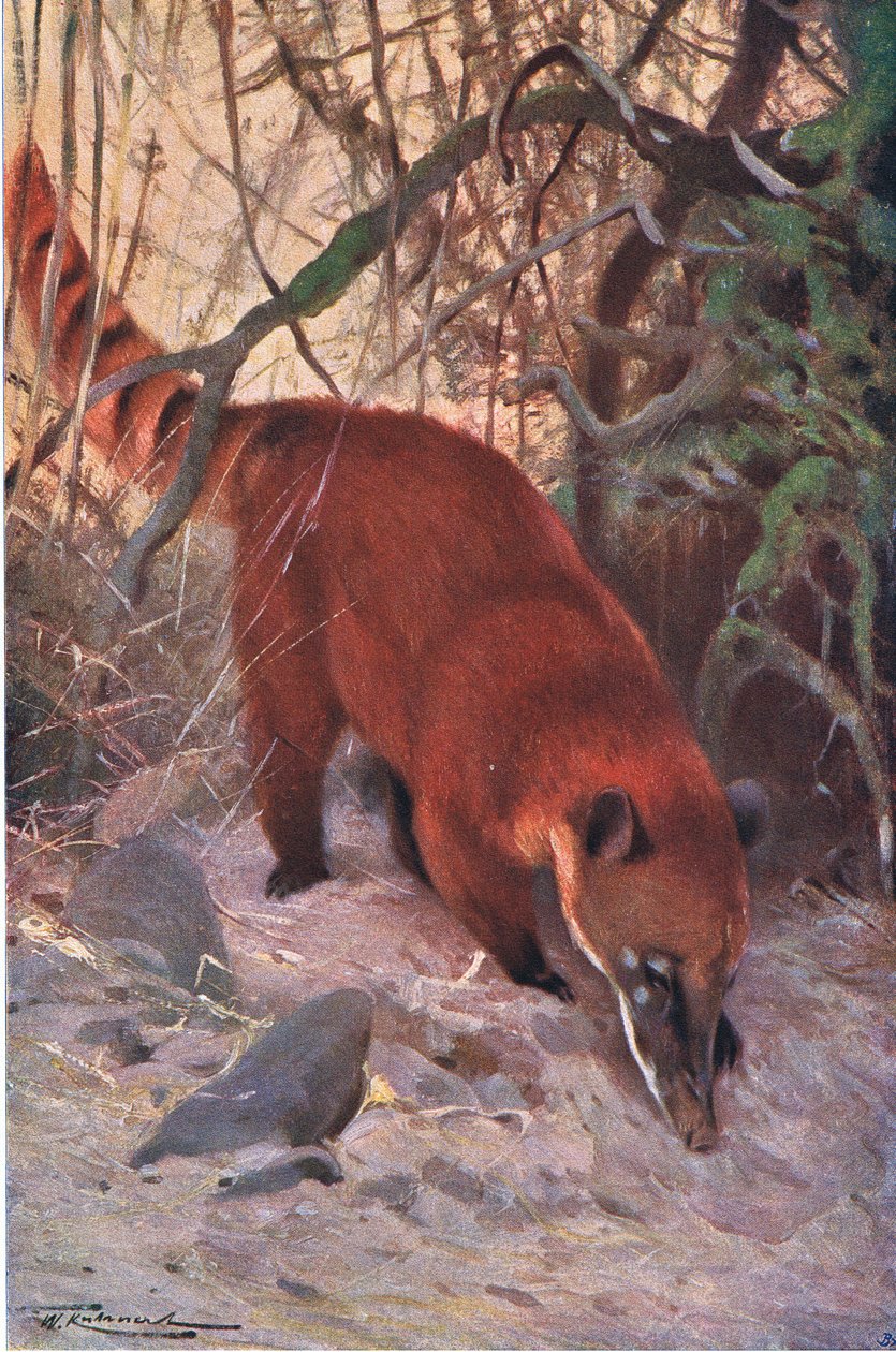 Punakoira, Frederick Warne & Co:n julkaisemasta Wildlife of the World -teoksesta, noin 1900. tekijältä Wilhelm Kuhnert