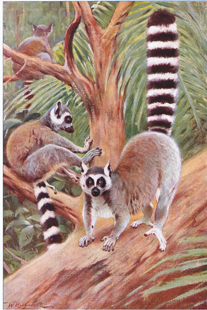 Ring Tailed Lemur, kuvitus elokuvasta Wildlife of the World, n. 1910 tekijältä Wilhelm Kuhnert
