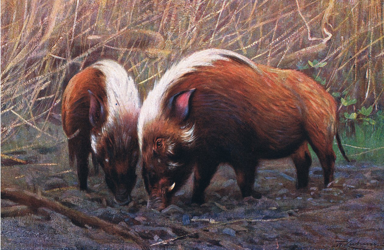 Hog-joki, kuvitus teoksesta Wildlife of the World, n. 1910 tekijältä Wilhelm Kuhnert
