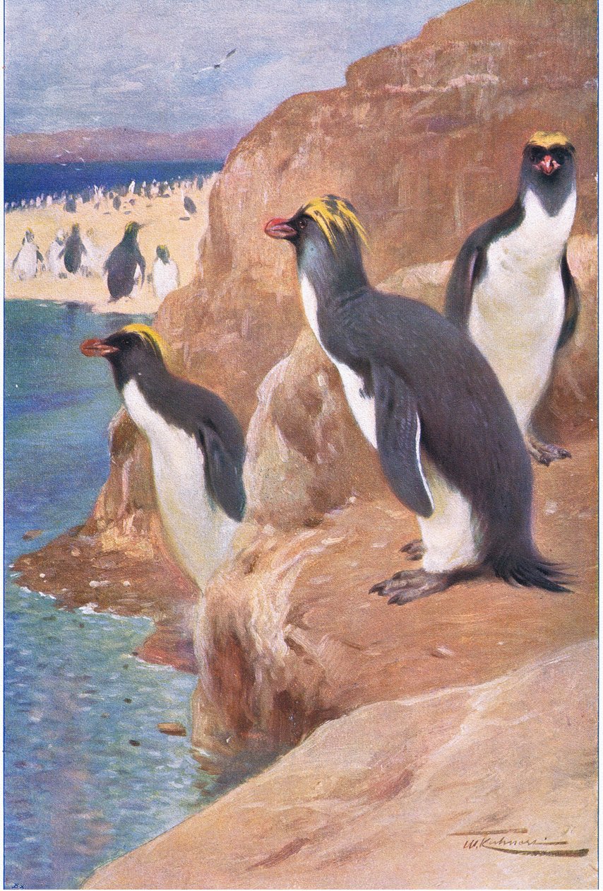 Rock Penguin, kuvitus teoksesta Wildlife of the World, n. 1910 tekijältä Wilhelm Kuhnert