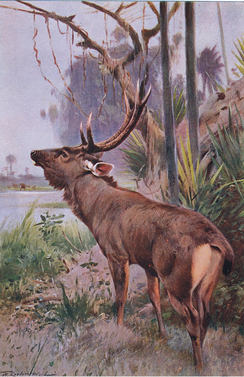 Sambar, Wildlife of the World, julkaisija Frederick Warne & Co, noin 1900 tekijältä Wilhelm Kuhnert