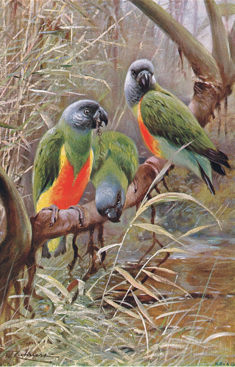 Senegal Papukaija, kuvitus julkaisusta Wildlife of the World, n. 1910 tekijältä Wilhelm Kuhnert
