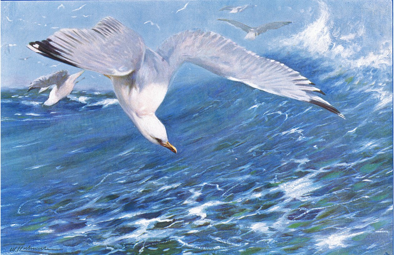 Hopealokki, Wildlife of the World, julkaisija Frederick Warne & Co, noin 1900 tekijältä Wilhelm Kuhnert