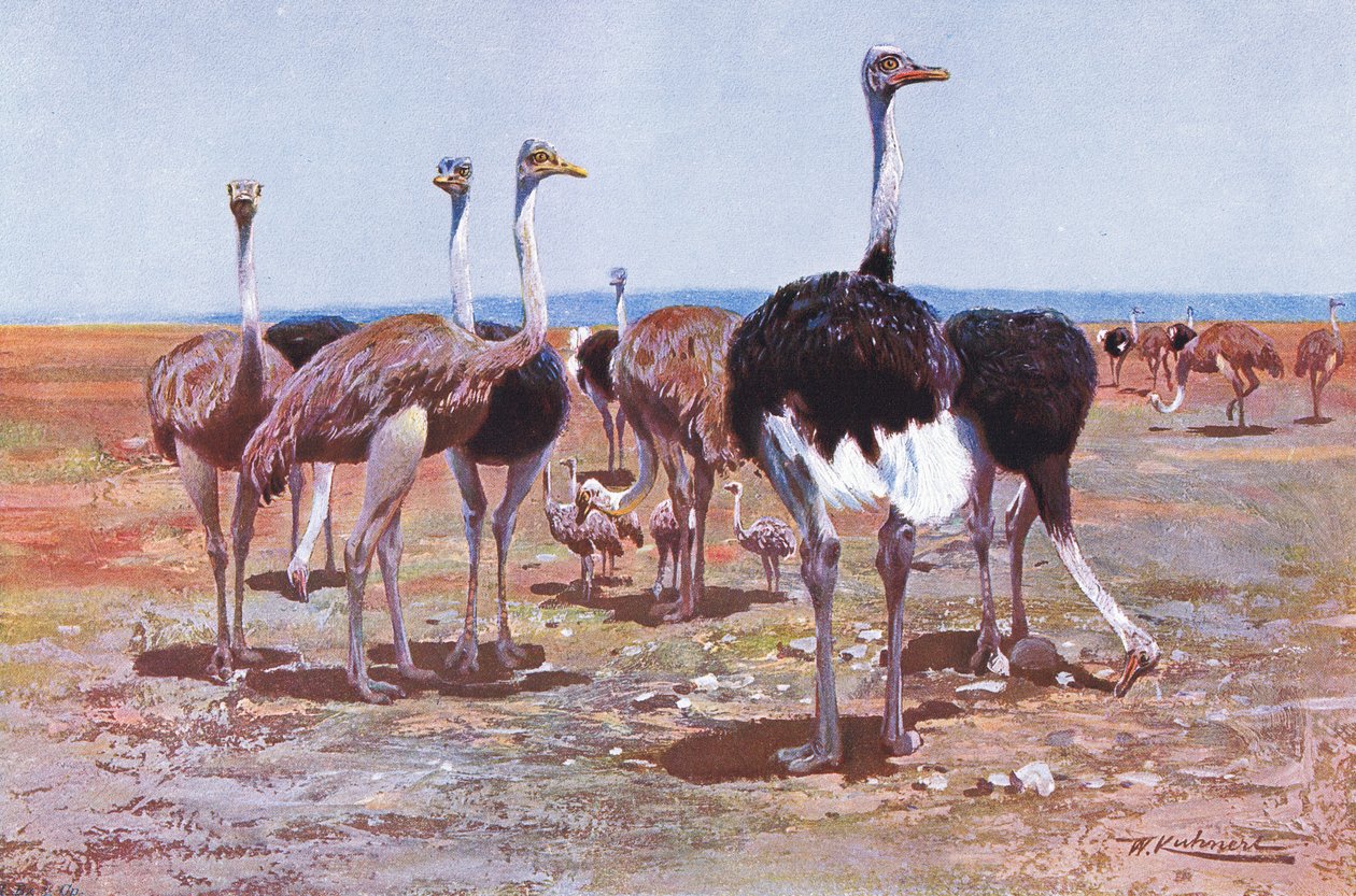 Somalian strutsi, kuvitus teoksesta Wildlife of the World, n. 1910. tekijältä Wilhelm Kuhnert