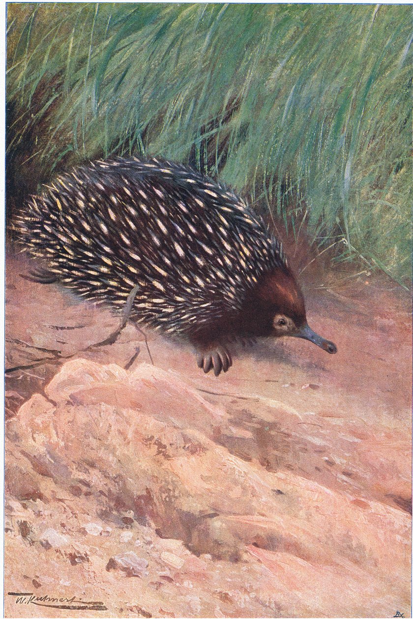 Piikkimuurahaissyöjä, kuvitus teoksesta Wildlife of the World, n. 1910. tekijältä Wilhelm Kuhnert