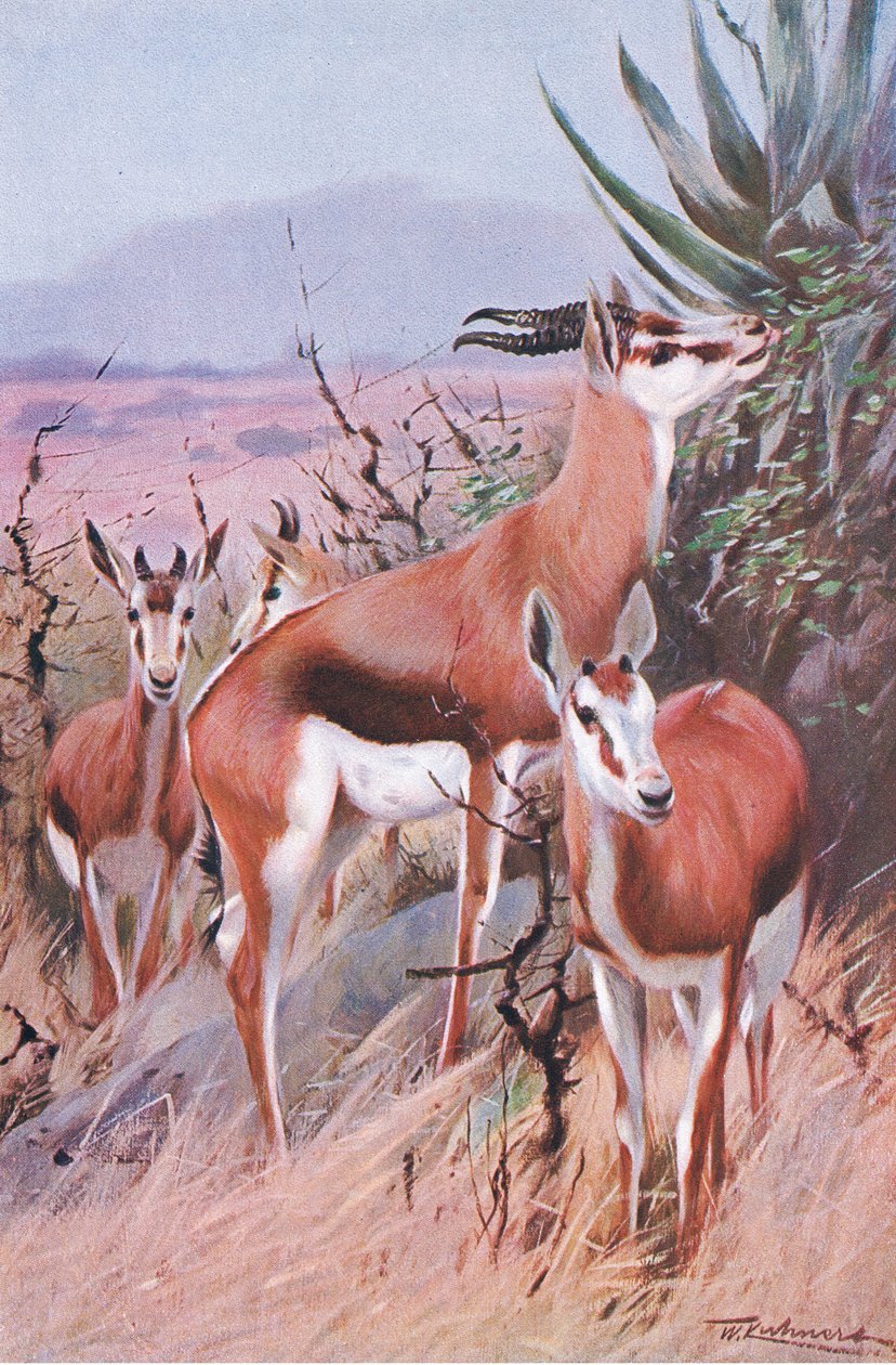 Springbok, kuvitus teoksesta Wildlife of the World, n. 1910 tekijältä Wilhelm Kuhnert