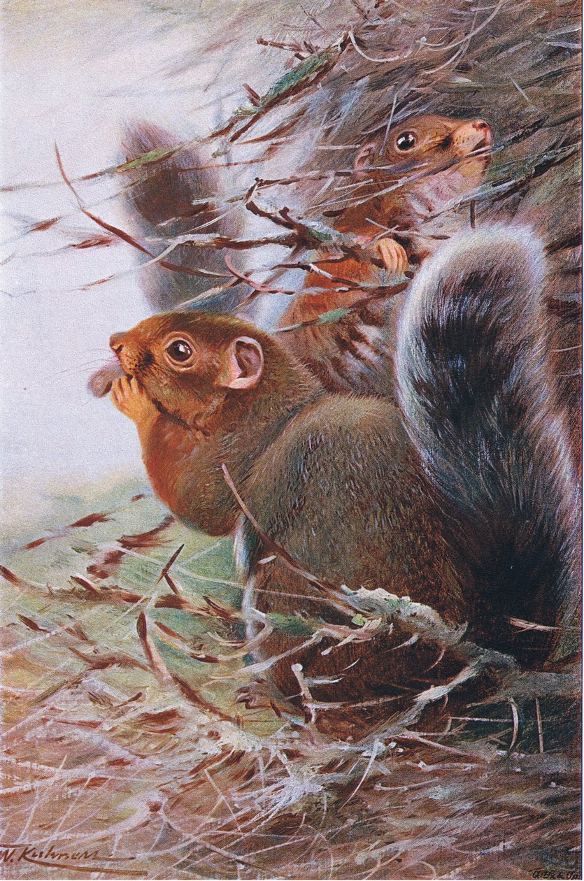 St Paul Squirrel, kuvitus julkaisusta Wildlife of the World, n. 1910 tekijältä Wilhelm Kuhnert