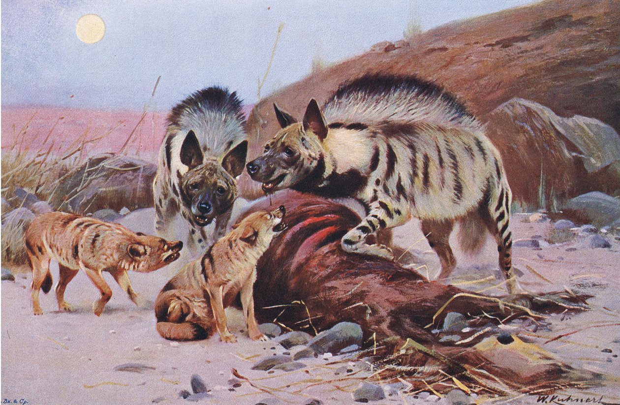 Striped Hyena and Jackal, Wildlife of the World, julkaisija Frederick Warne & Co, n. 1900 tekijältä Wilhelm Kuhnert