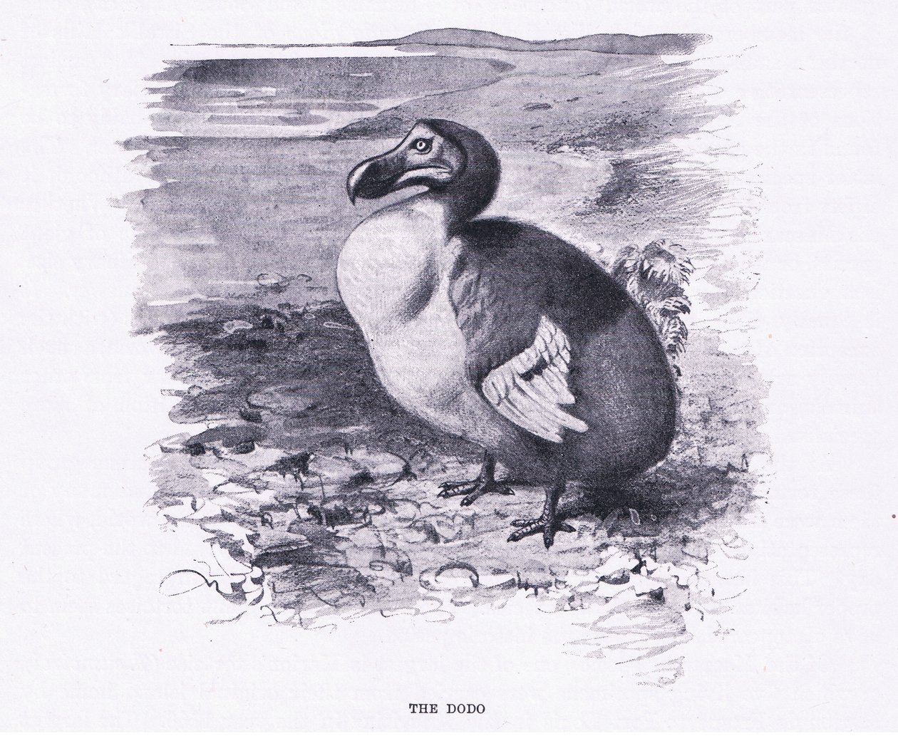 Dodo, kuvitus teoksesta Maailman eläimistö, n. 1910. tekijältä Wilhelm Kuhnert