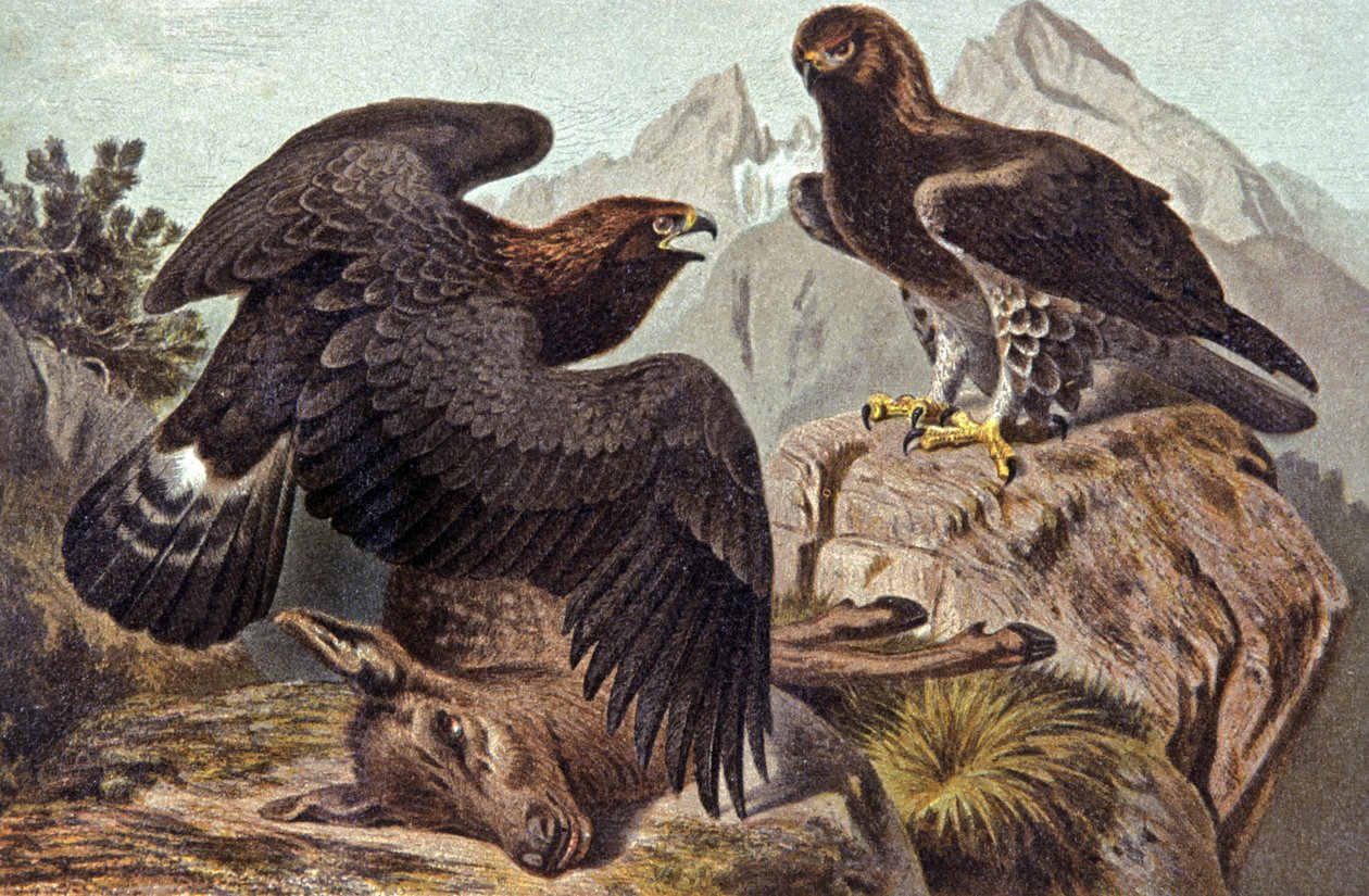 Royal Eagle, n. 1910 (kuva) tekijältä Wilhelm Kuhnert