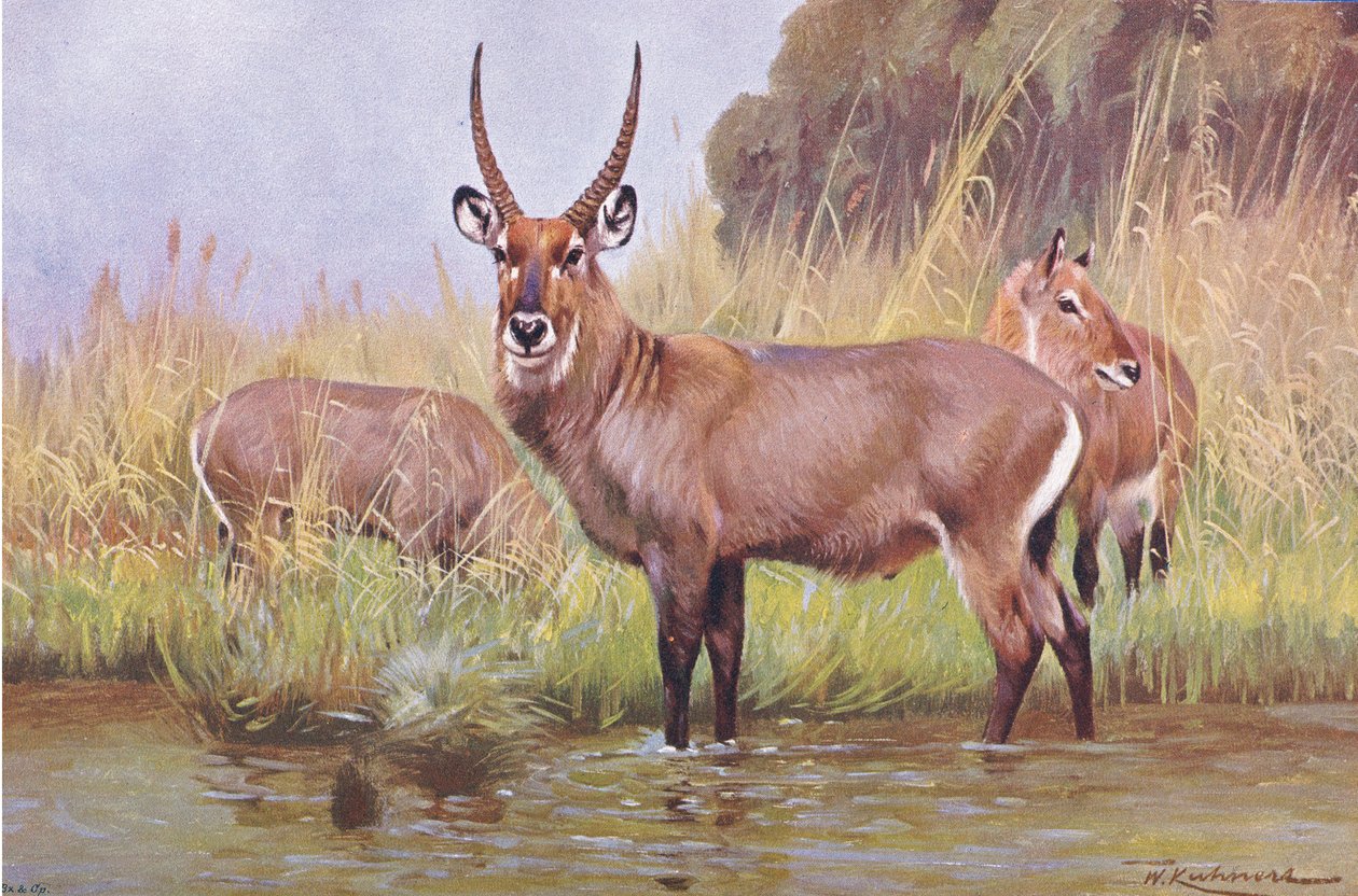 Water Buck, kuvitus teoksesta Wildlife of the World, n. 1910 tekijältä Wilhelm Kuhnert