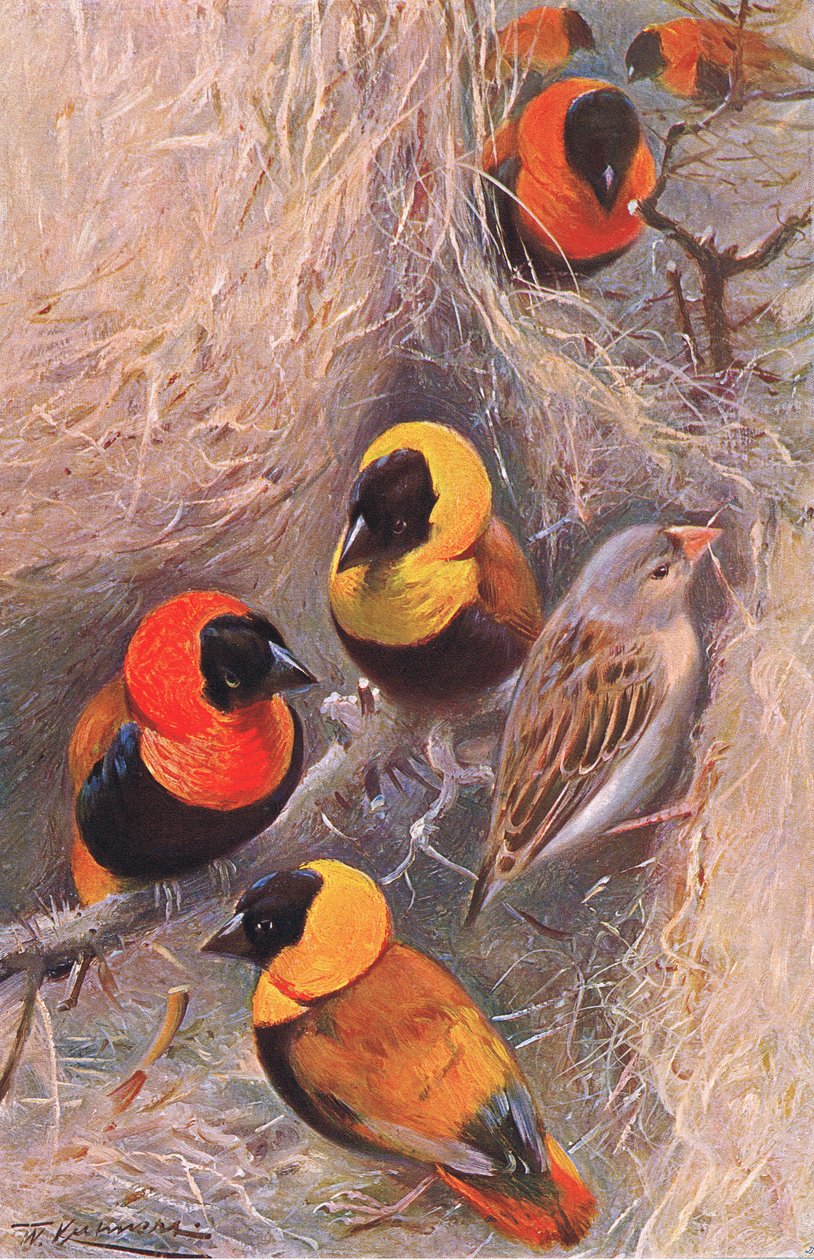 Weaver Birds, kuvitus teoksesta Wildlife of the World, n. 1910 tekijältä Wilhelm Kuhnert