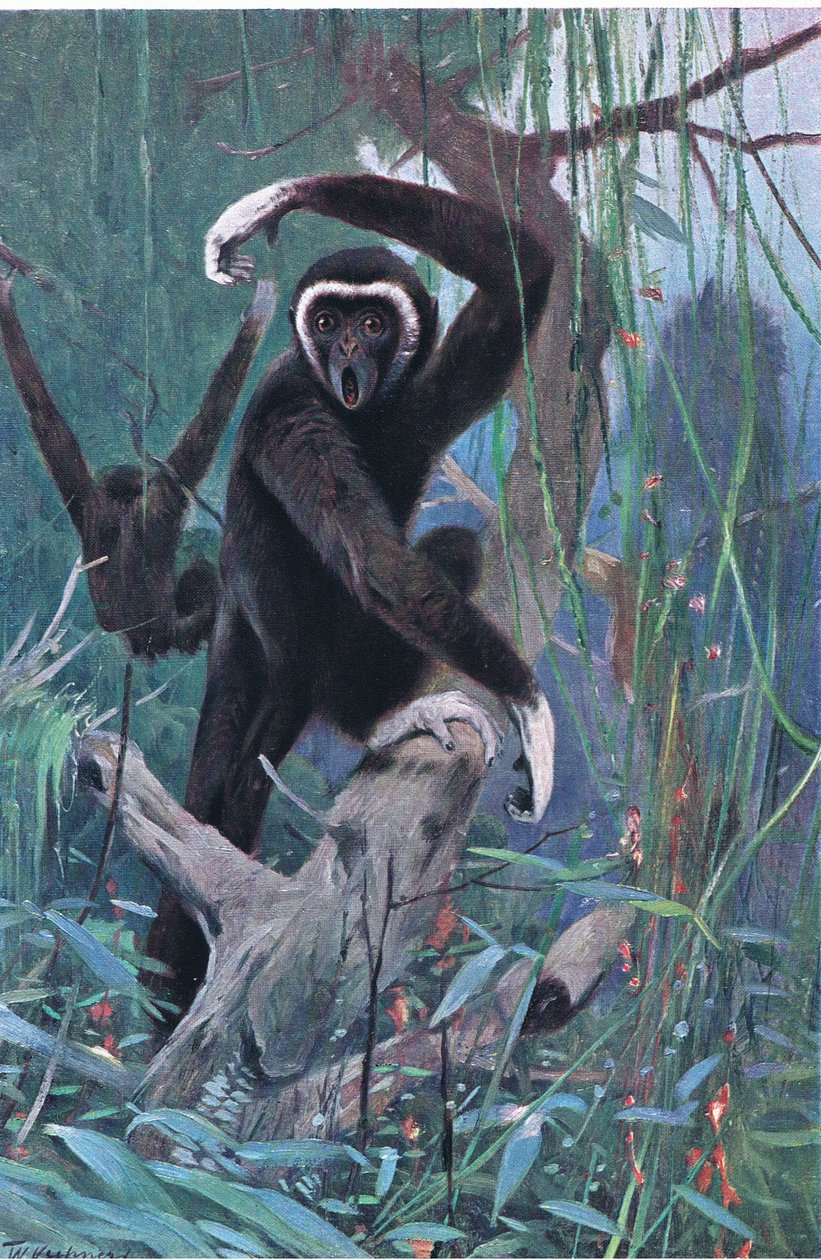 White-Handed Gibbon, Wildlife of the World, julkaisija Frederick Warne & Co, n. 1900 tekijältä Wilhelm Kuhnert