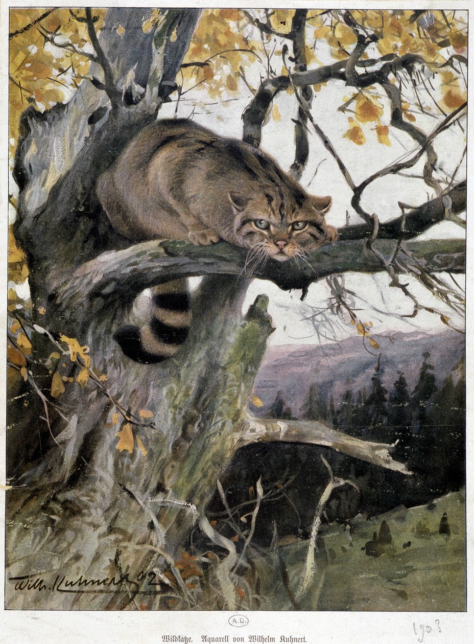 Villikissa - akvarelli Wilhem Ruhnert tekijältä Wilhelm Kuhnert